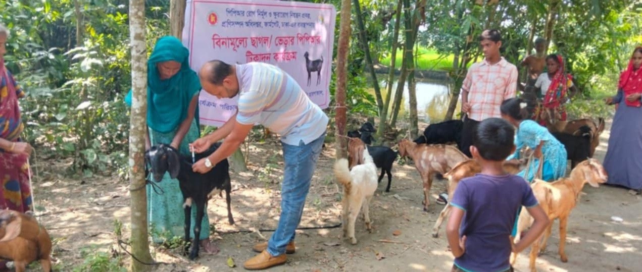 পিপিআর রোগ নির্মূল এবং ক্ষুরারোগ নিয়ন্ত্রণ প্রকল্প (২য় সংশোধিত) ১ অক্টোবর থেকে ২৫ অক্টোবর এর আওতায়  পিপিআর টিকা প্রদান কার্যক্রমের বাস্তবায়ন